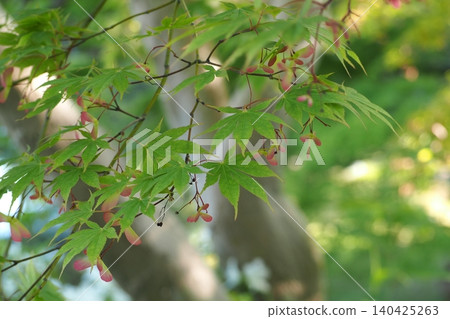 A green maple A green maple 140425263
