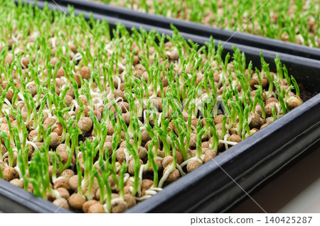 Green sprouts growing in trays with clay pebbles for hydroponic gardening Green sprouts growing in trays with clay pebbles for hydroponic gardening 140425287