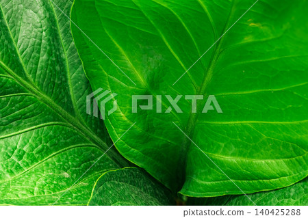 Green leaf texture macro natural botanical background with veins structure Green leaf texture macro natural botanical background with veins structure 140425288