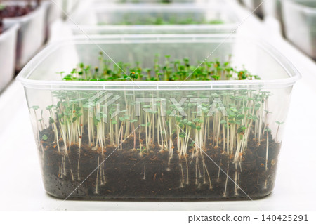 Microgreens growing in clear plastic container on white surface Microgreens growing in clear plastic container on white surface 140425291