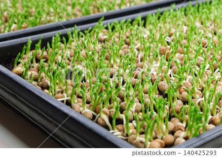 Green sprouts growing in trays with pebbles, indoor gardening setup Green sprouts growing in trays with pebbles, indoor gardening setup 140425293