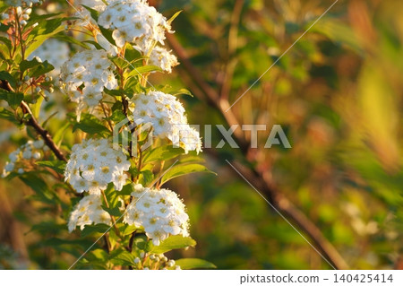 White Cordemari Flower White Cordemari Flower 140425414