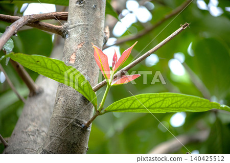 Put forth new shoots of Malay rose apple, focus selective Put forth new shoots of Malay rose apple, focus selective 140425512