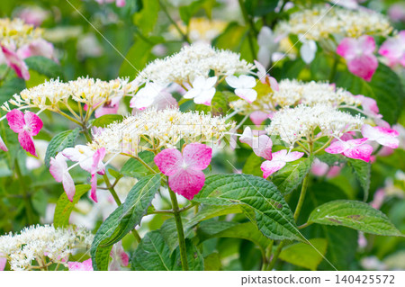Hydrangea macrophylla with decorative flowers dyed crimson. Hydrangea macrophylla with decorative flowers dyed crimson. 140425572