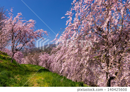 Iizunayama Park, a famous cherry blossom viewing spot in Morohigashibo, Komoro City, Nagano Prefecture: A view of the Komoro Yaebenishidare cherry blossoms, a species endemic to the area, blooming on the hillside. 140425608