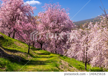 Iizunayama Park, a famous cherry blossom viewing spot in Morohigashibo, Komoro City, Nagano Prefecture: A view of the Komoro Yaebenishidare cherry blossoms, a species endemic to the area, blooming on the hillside. Iizunayama Park, a famous cherry blossom viewing spot in Morohigashibo, Komoro City, Nagano Prefecture: A view of the Komoro Yaebenishidare cherry blossoms, a species endemic to the area, blooming on the hillside. 140425616