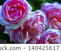 My neighbor's roses. 140425617
