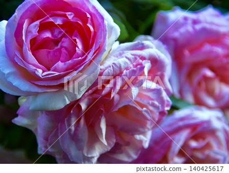 My neighbor's roses. My neighbor's roses. 140425617