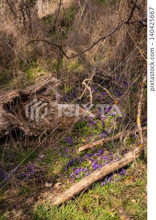 Purple Wildflowers Among Fallen Branches Purple Wildflowers Among Fallen Branches 140425667