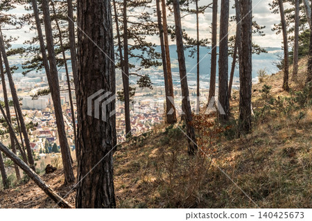 Hillside Pine Forest Overlooking Town Hillside Pine Forest Overlooking Town 140425673