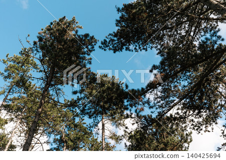 Pine Trees Framing Blue Sky Pine Trees Framing Blue Sky 140425694