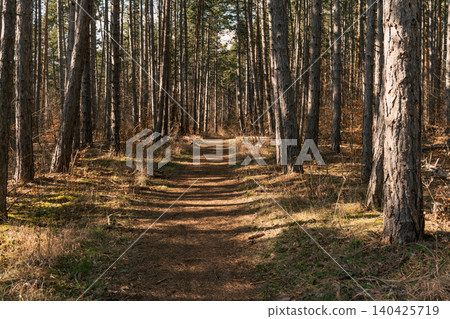 Straight Forest Trail Between Tall Pine Trees Straight Forest Trail Between Tall Pine Trees 140425719