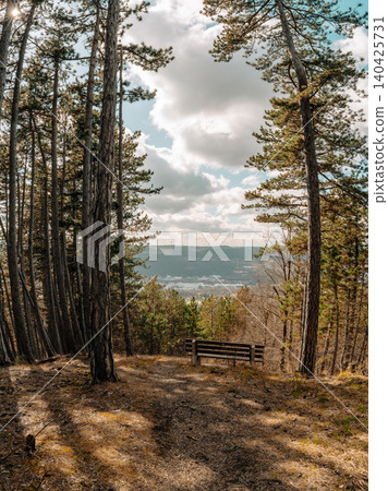 Tall Pine Trees Around Scenic Bench Tall Pine Trees Around Scenic Bench 140425731