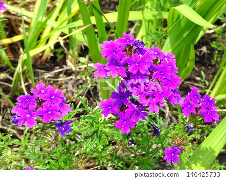 Flowers in the rainy season Flowers in the rainy season 140425733