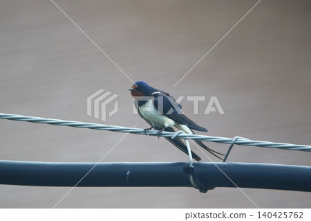 Swallows that stop on electric wires Swallows that stop on electric wires 140425762
