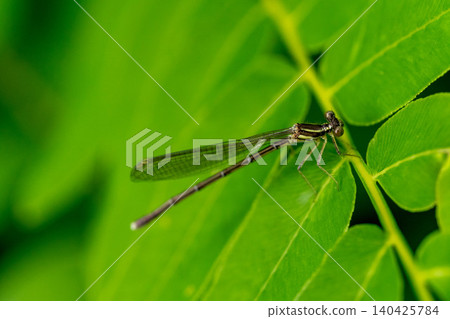 Aquatic creatures - Damselflies (Ito-tonbo) Aquatic creatures - Damselflies (Ito-tonbo) 140425784