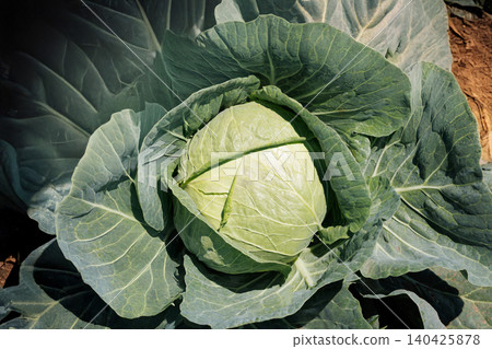 Cabbage growing in the field Cabbage growing in the field 140425878