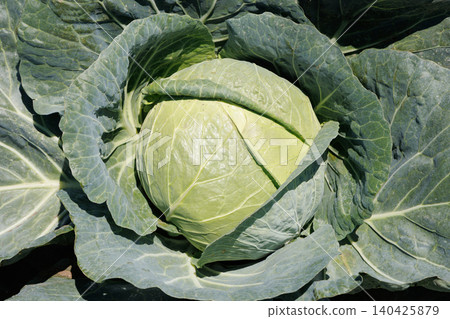 Cabbage growing in the field Cabbage growing in the field 140425879
