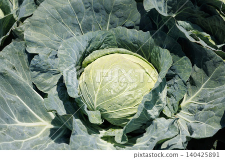 Cabbage growing in the field Cabbage growing in the field 140425891