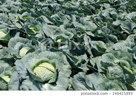 Cabbage growing in the field Cabbage growing in the field 140425893