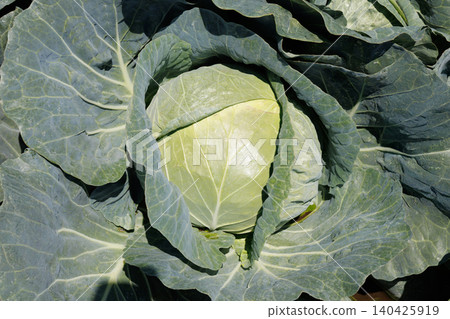 Cabbage growing in the field Cabbage growing in the field 140425919