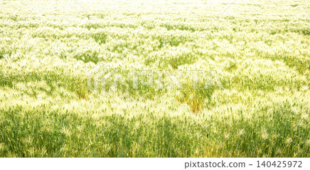 Gentle light and wheat fields Gentle light and wheat fields 140425972
