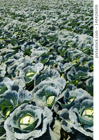 Cabbage growing in the field Cabbage growing in the field 140426006