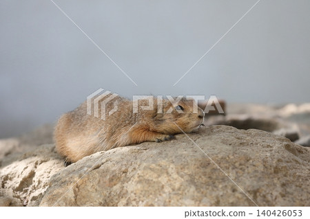Prairie dogs resting on a rock. 140426053