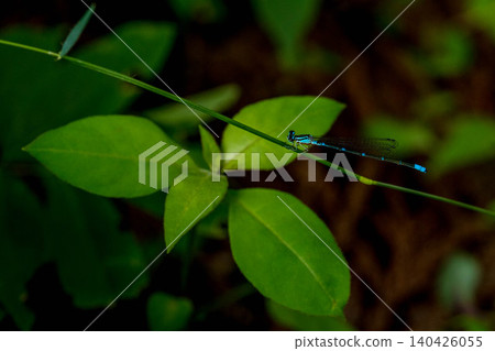 Aquatic creatures ~A dragonfly carrying eggs~ Aquatic creatures ~A dragonfly carrying eggs~ 140426055