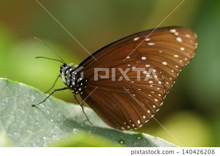 A brown butterfly rests gently on a green leaf in soft light. A brown butterfly rests gently on a green leaf in soft light. 140426208