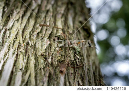 Cedar trees in the temple grounds Cedar trees in the temple grounds 140426326