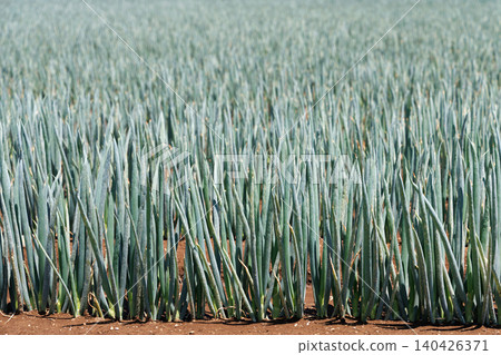 Green onions growing in the field 140426371