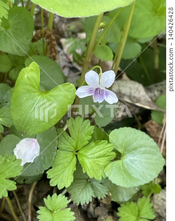 Delicate wildflowers (Viola mandshurica, Viola grypoceras) Delicate wildflowers (Viola mandshurica, Viola grypoceras) 140426428