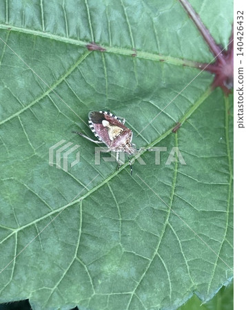 一隻斑點椿象停在一片葉子上 一隻斑點椿象停在一片葉子上 140426432