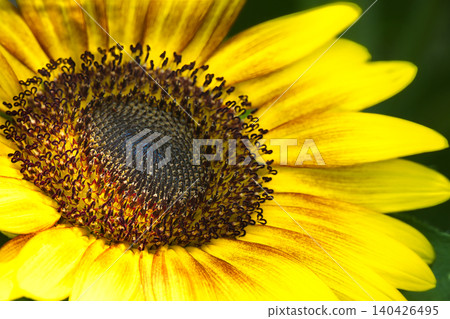 A sunflower with a nice golden-brown crust? A sunflower with a nice golden-brown crust? 140426495