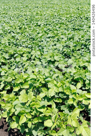 Soybean field Soybean field 140426496