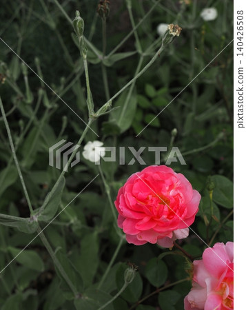 A vibrant pink rose against a chic green background, photographed with a prime lens in a rose garden in May. A vibrant pink rose against a chic green background, photographed with a prime lens in a rose garden in May. 140426508