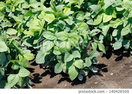 Soybean field Soybean field 140426509