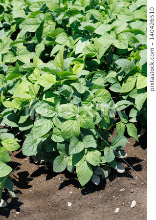 Soybean field Soybean field 140426510