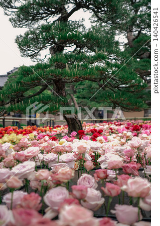 Roses in full bloom and the green of pine trees Roses in full bloom and the green of pine trees 140426541
