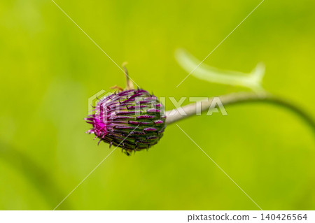 Mysterious thistle buds Mysterious thistle buds 140426564