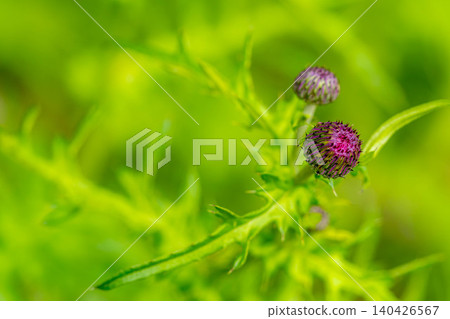 神秘的薊芽 140426567