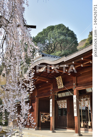 大石神社:大石櫻花樹和正殿(京都市山科區) 大石神社:大石櫻花樹和正殿(京都市山科區) 140426751
