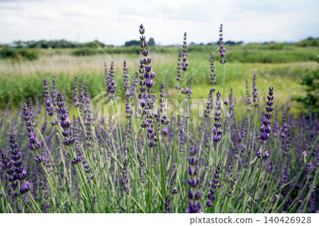 Lavender lavender 140426928