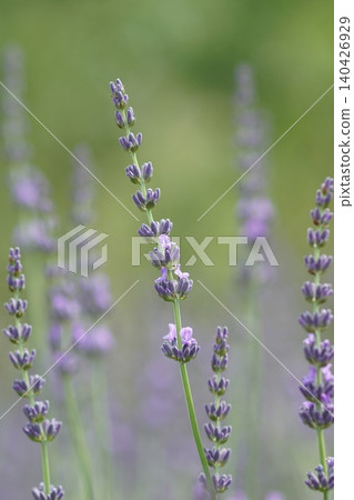 Lavender lavender Lavender lavender 140426929