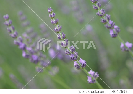 Lavender lavender Lavender lavender 140426931