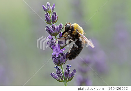 Lavender and bumblebees (or carpenter bees) Lavender and bumblebees (or carpenter bees) 140426932