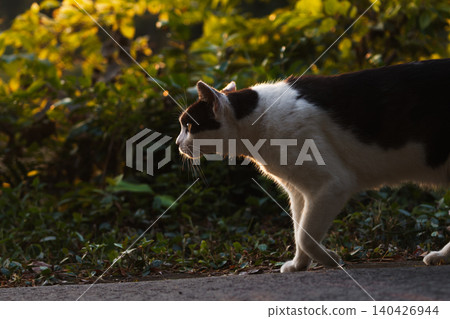 A stray cat with spotted markings glints in the sunset. A stray cat with spotted markings glints in the sunset. 140426944
