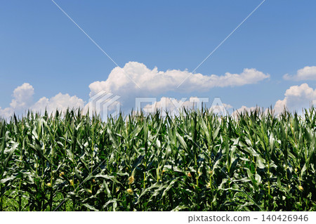 Corn field and blue sky Corn field and blue sky 140426946