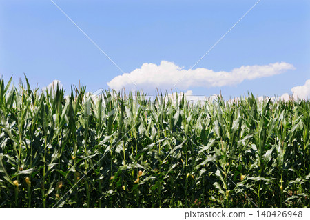 Corn field and blue sky Corn field and blue sky 140426948